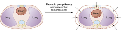 Thoracic Pump Theory Chest Compressions